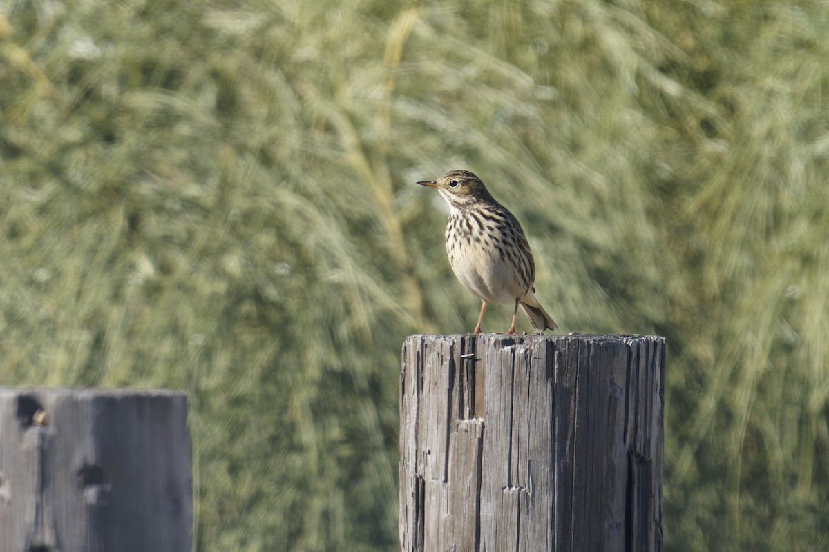 פפיון שדות - ML646798995
