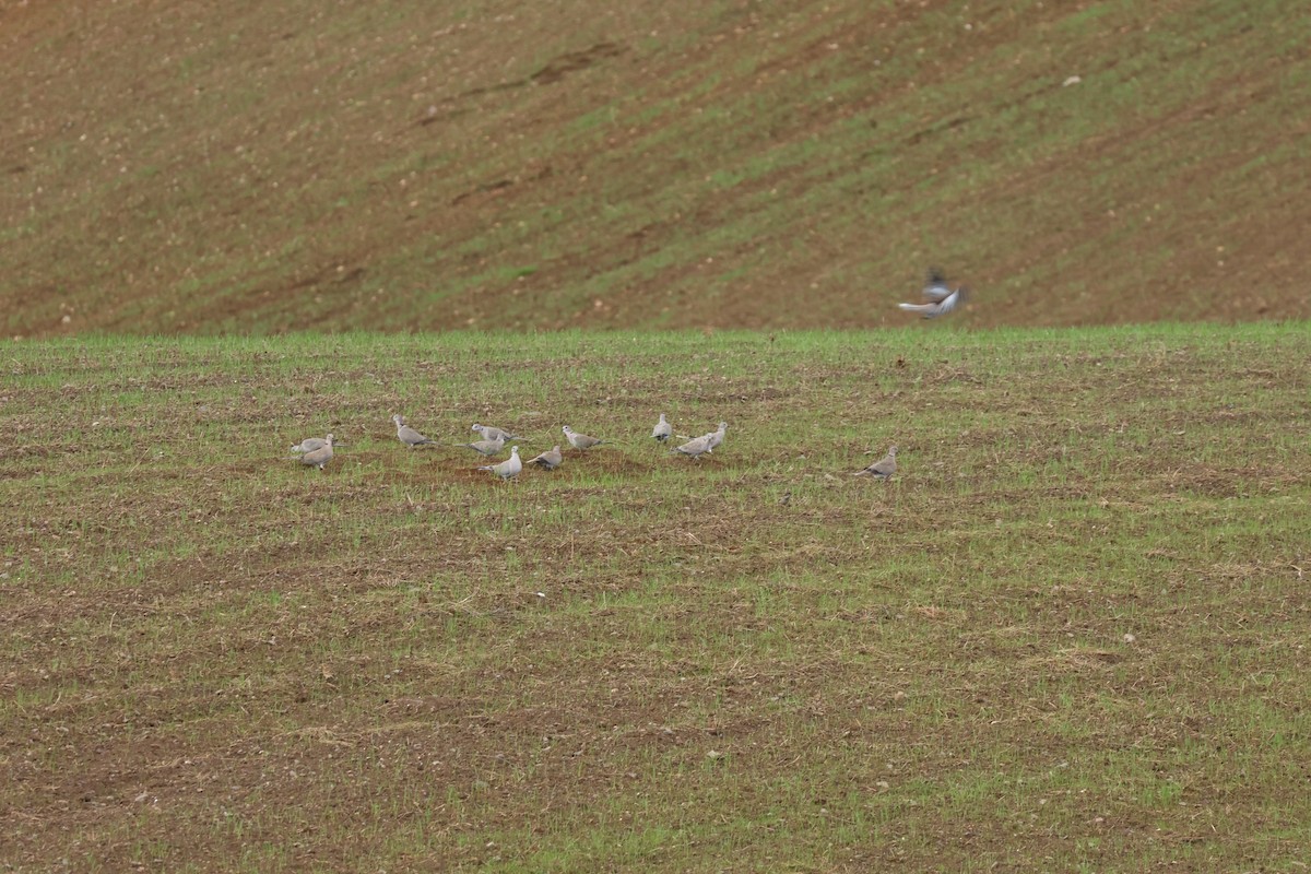 tyrkerdue - ML646798997