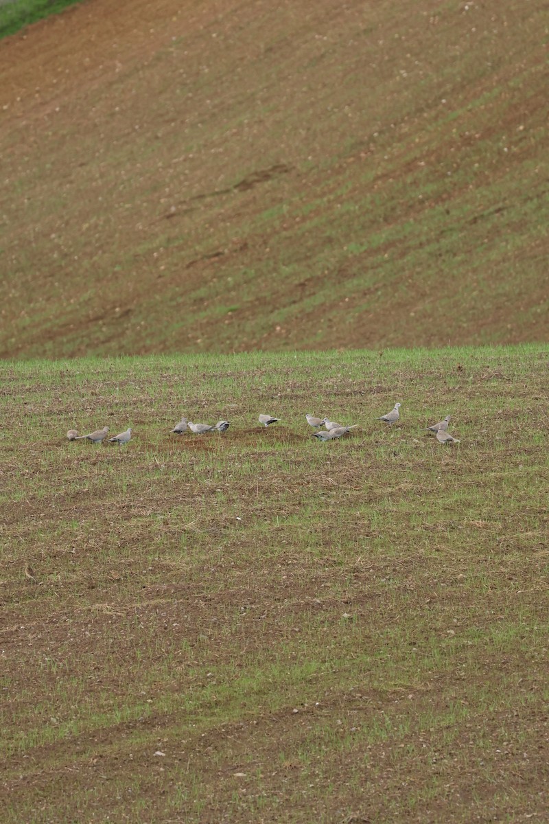 tyrkerdue - ML646798998