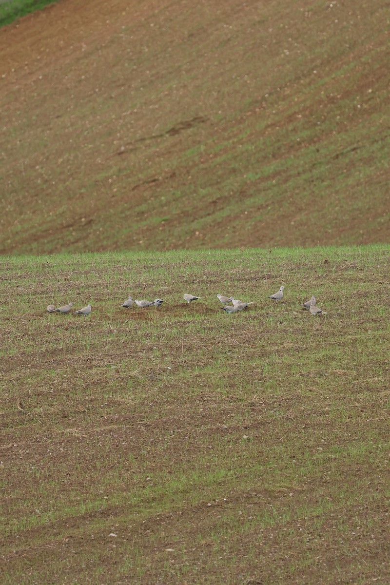 tyrkerdue - ML646798999