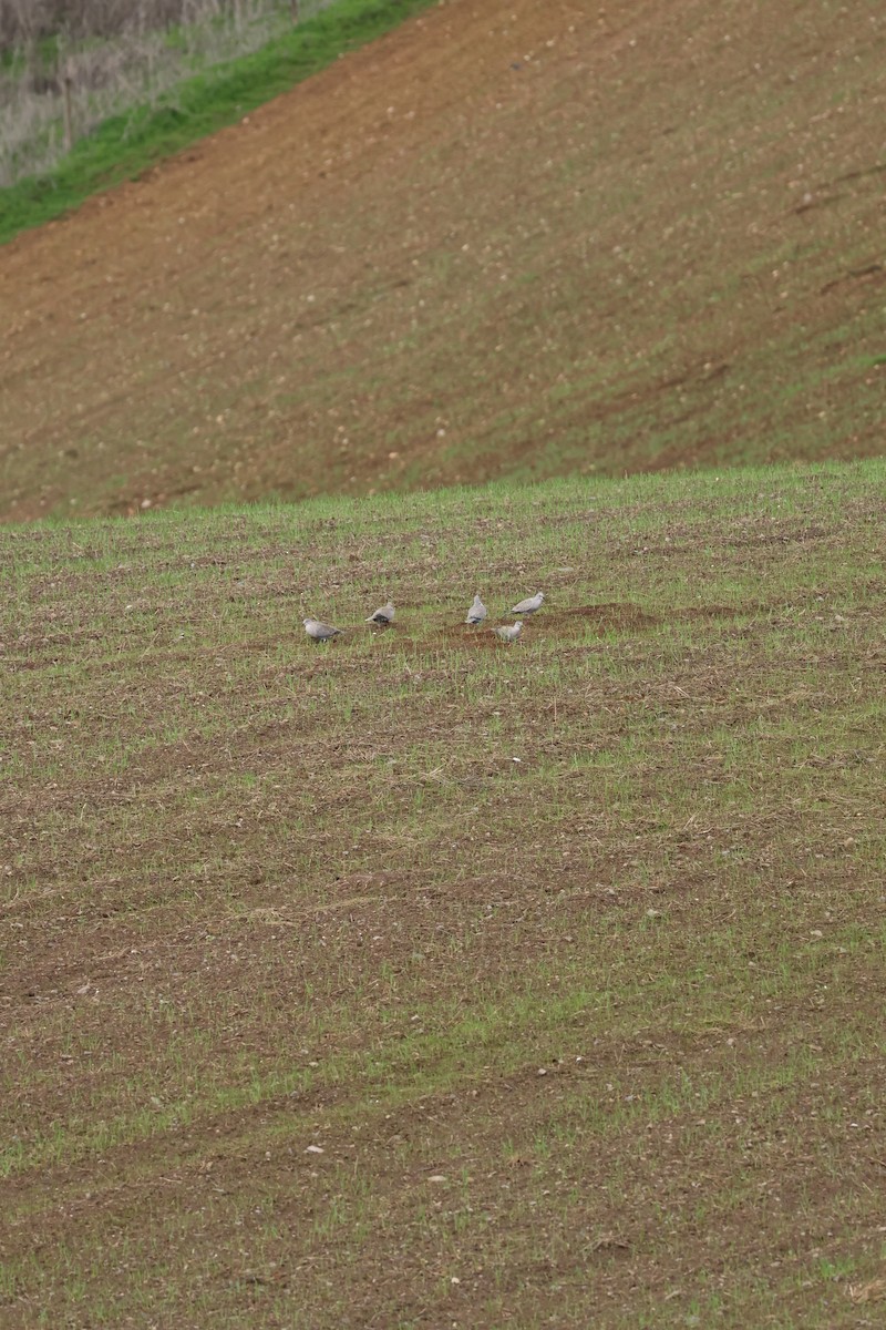 tyrkerdue - ML646799000