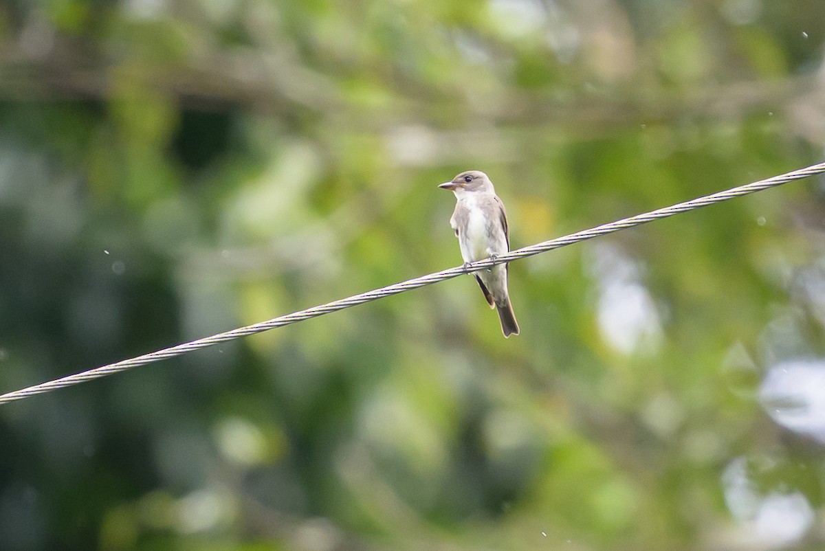 Olive-sided Flycatcher - ML646799001