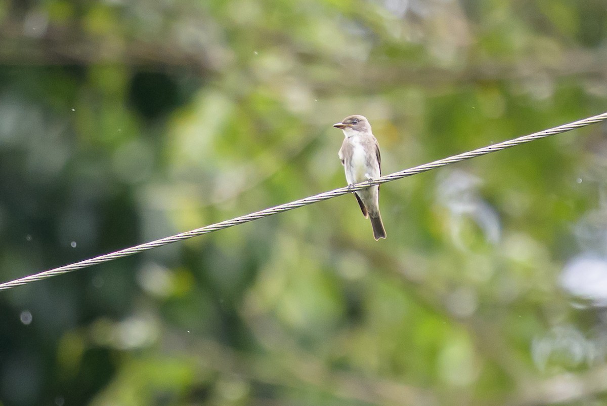 Olive-sided Flycatcher - ML646799002