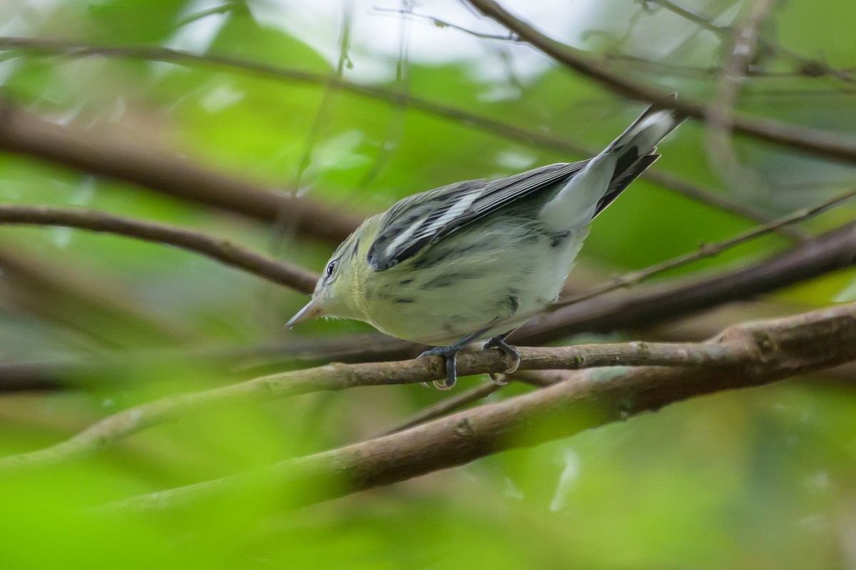Cerulean Warbler - ML646799008