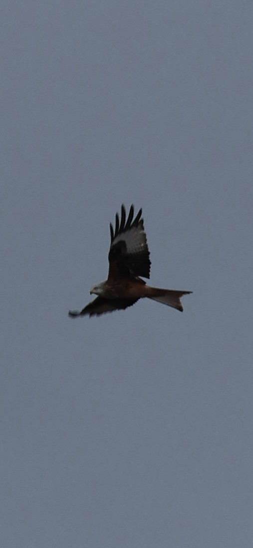 rødglente - ML646799014