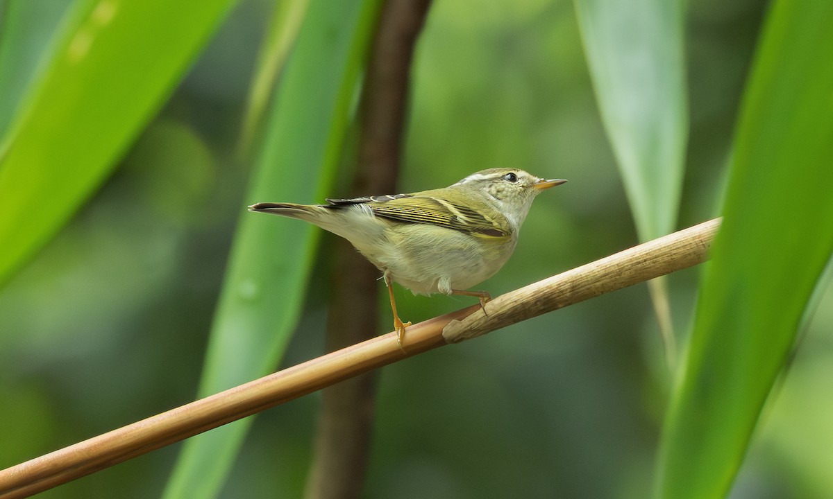 Yellow-browed Warbler - ML646799015