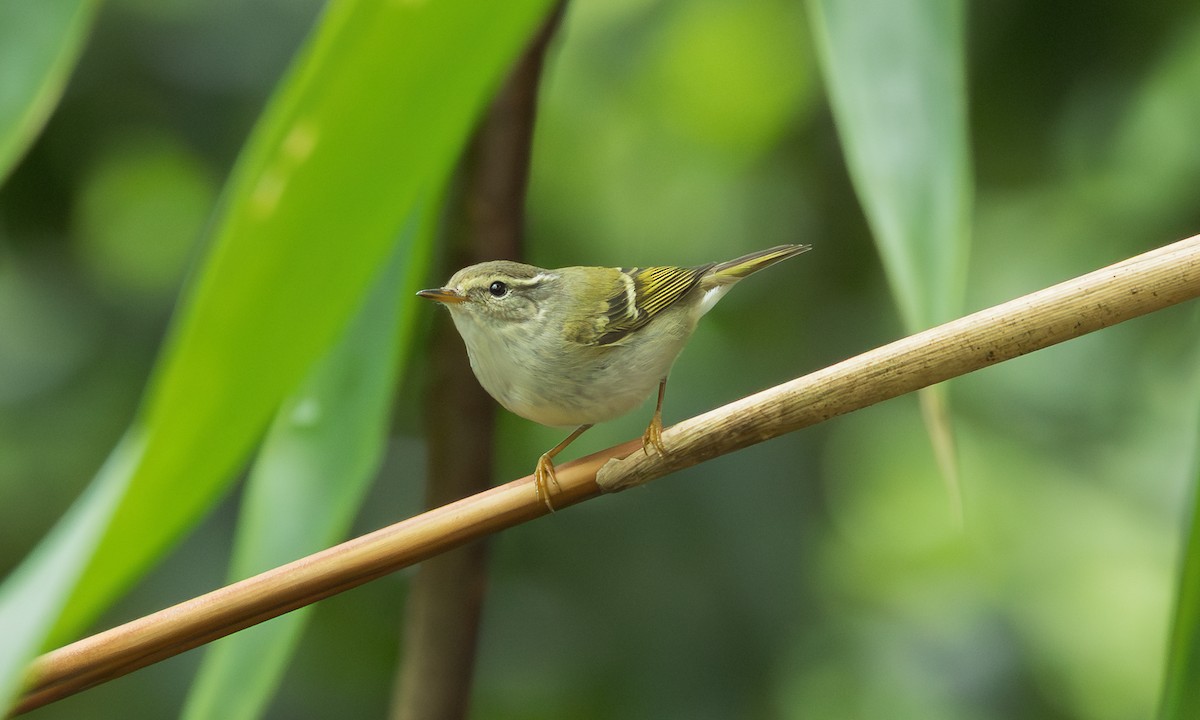 Yellow-browed Warbler - ML646799016