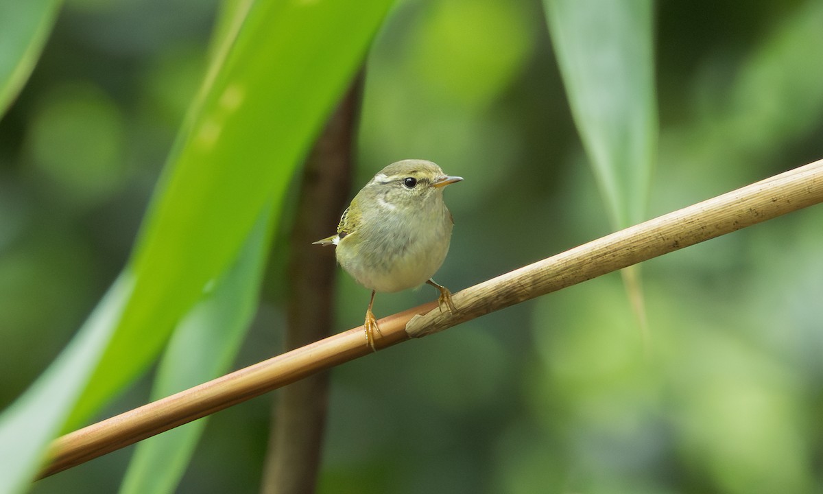 Yellow-browed Warbler - ML646799017