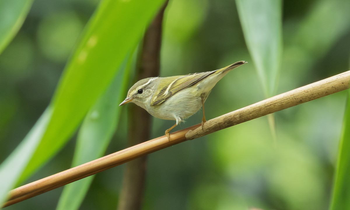 Yellow-browed Warbler - ML646799018