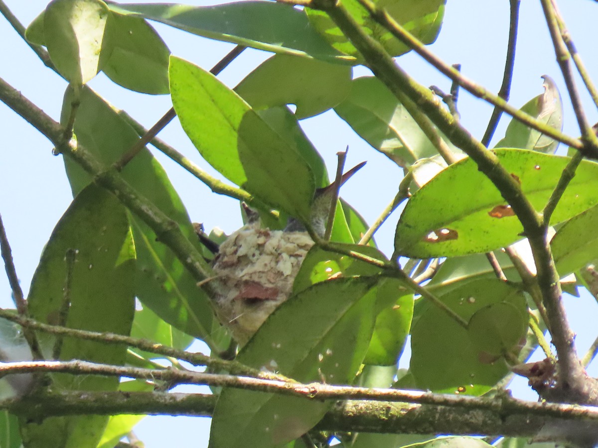 Sapphire-throated Hummingbird - ML646799019