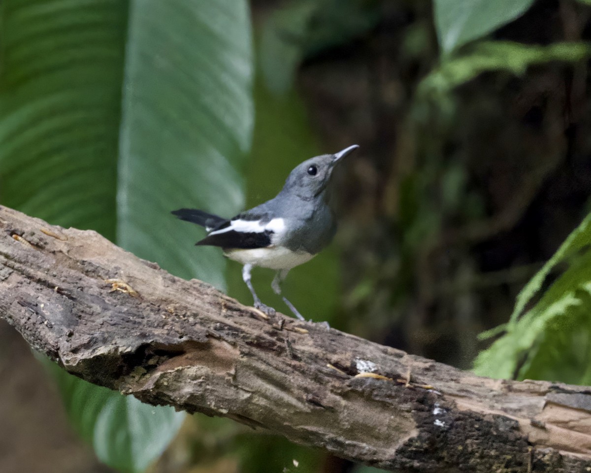 鵲鴝 - ML646799031