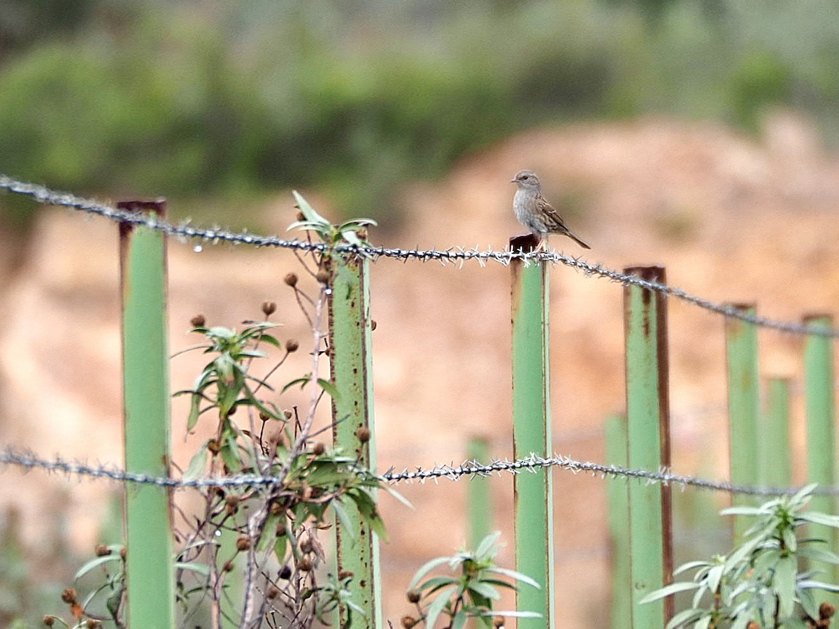Dunnock - ML646799032
