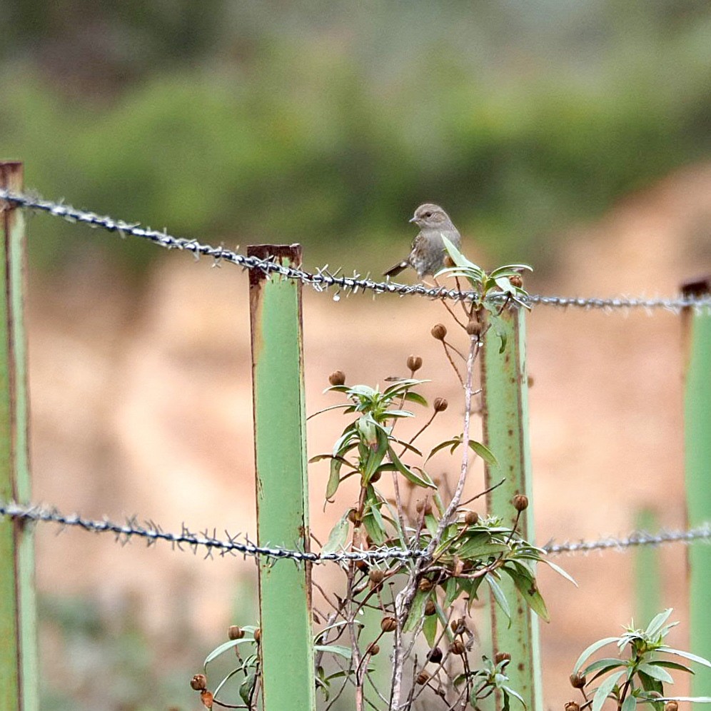Dunnock - ML646799033