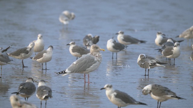 Kaio hauskara amerikarra - ML646799037