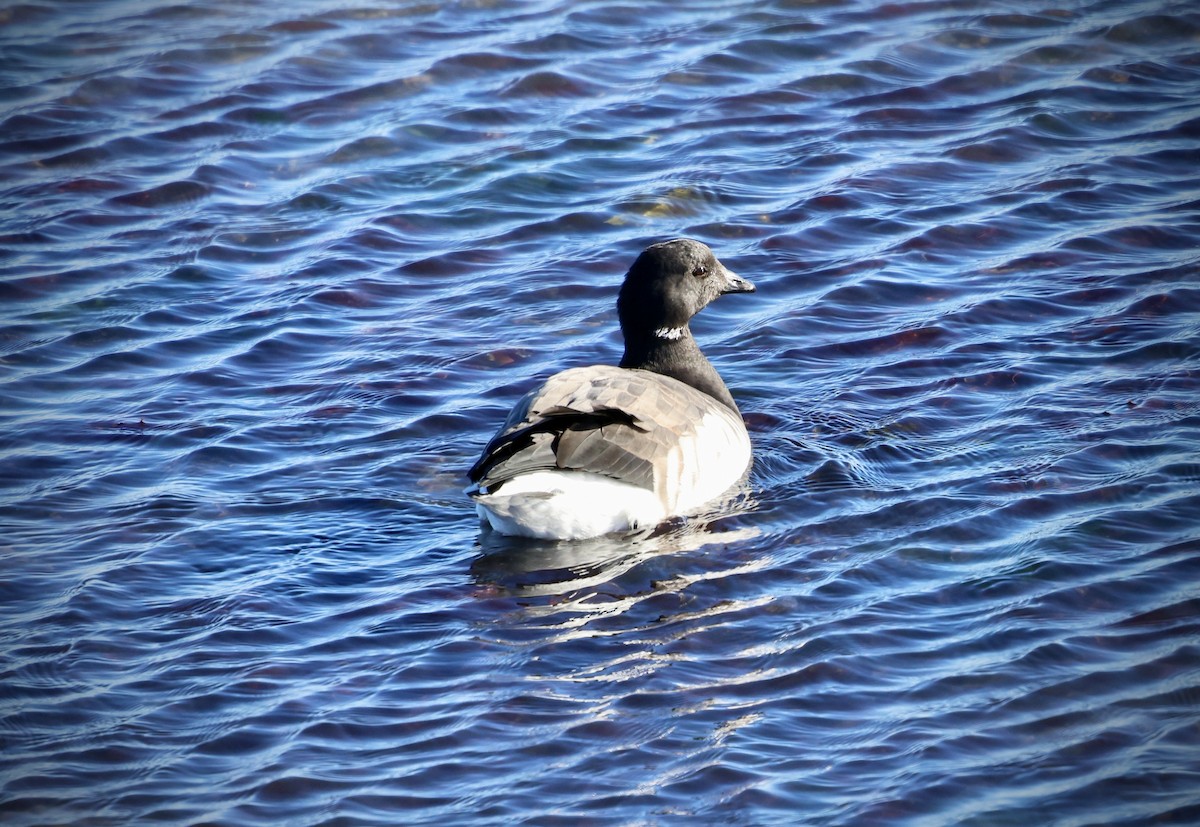 Brant - ML646799038