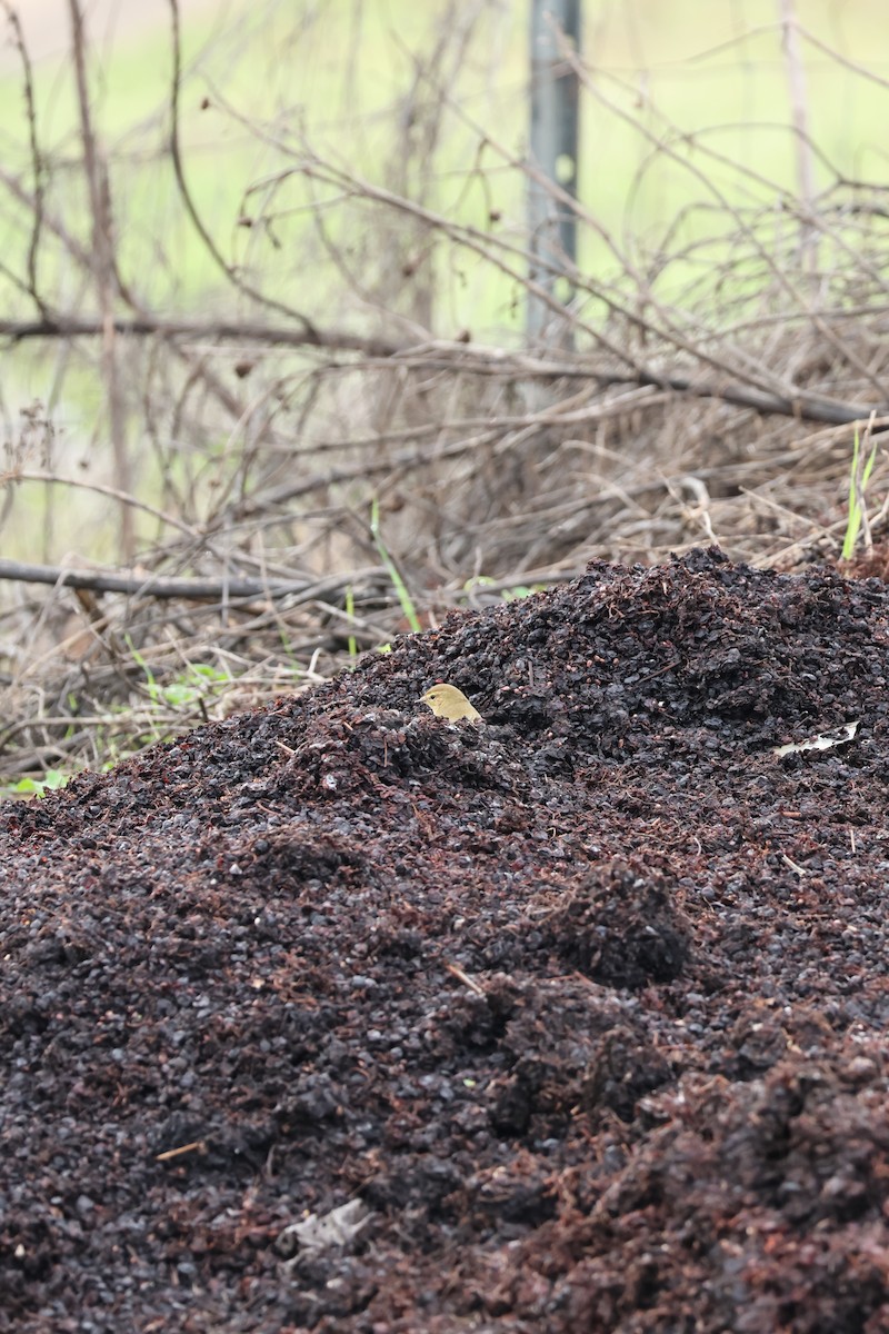 gransanger - ML646799040