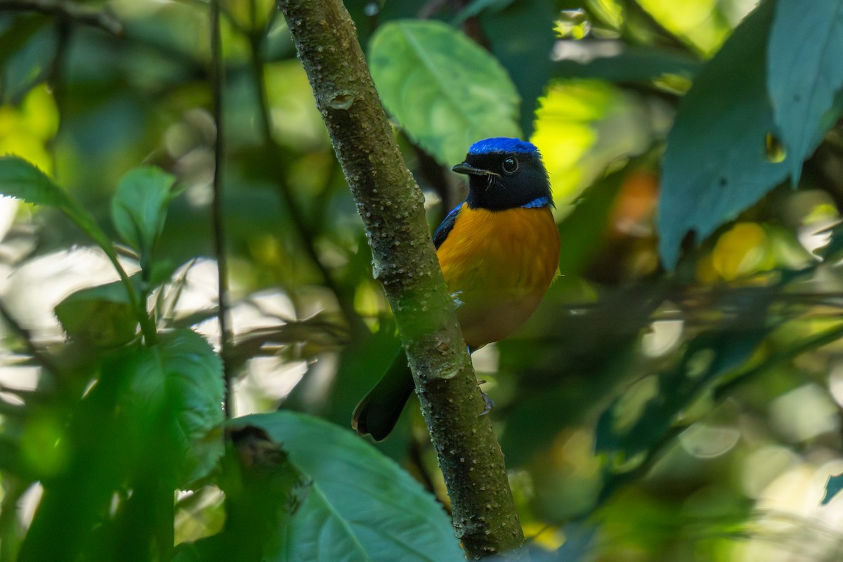 Rufous-bellied Niltava - ML646799041