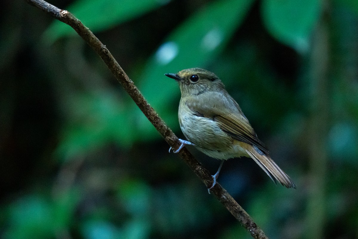 Rufous-bellied Niltava - ML646799042