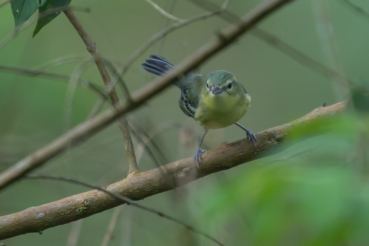 Cerulean Warbler - ML646799043
