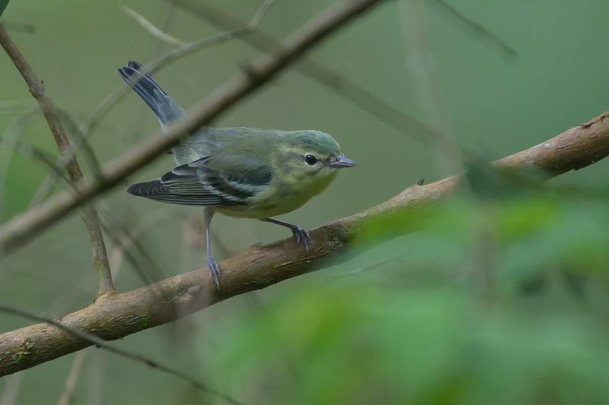 Cerulean Warbler - ML646799044