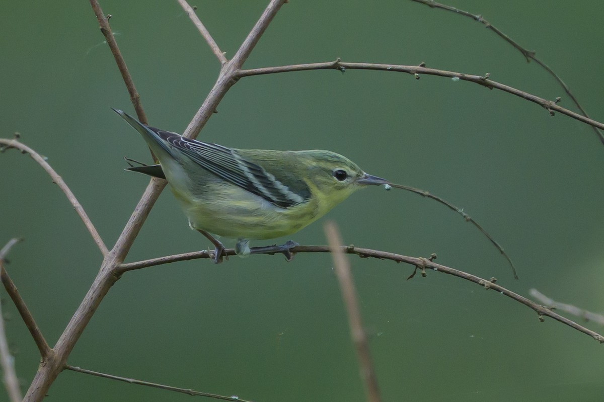 Cerulean Warbler - ML646799045