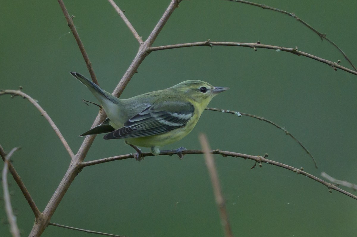 Cerulean Warbler - ML646799046