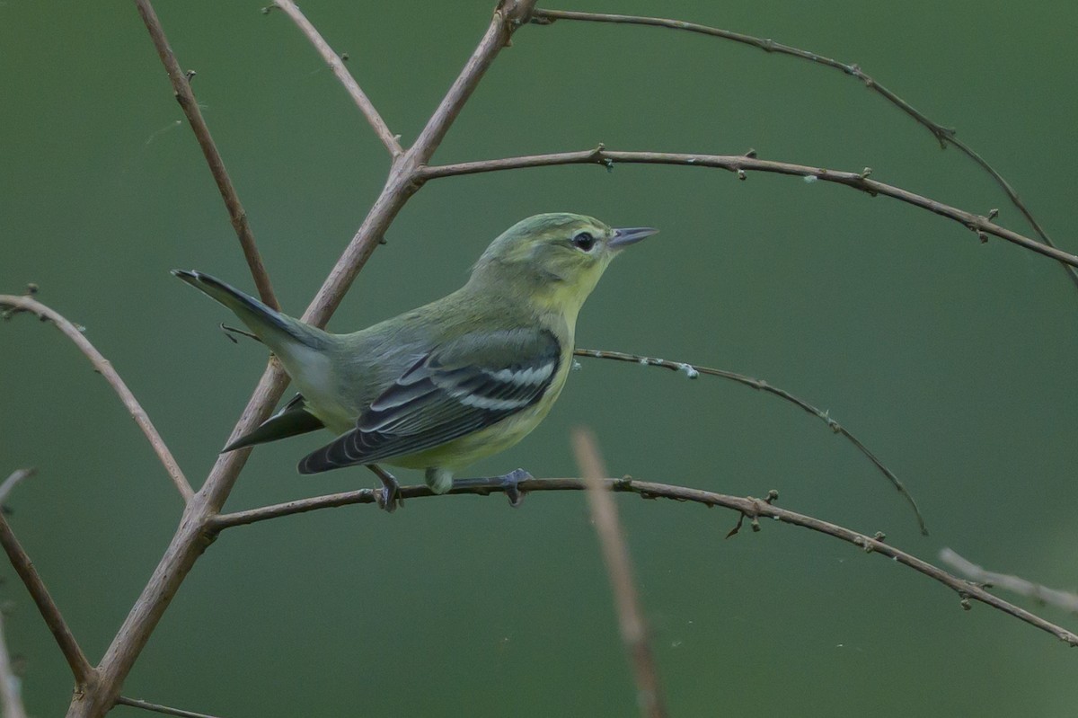 Cerulean Warbler - ML646799047