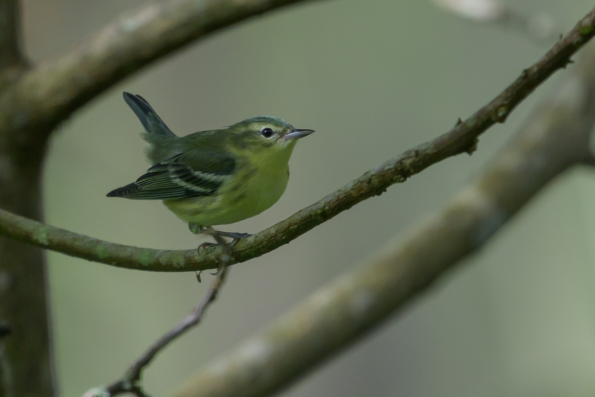 Cerulean Warbler - ML646799048