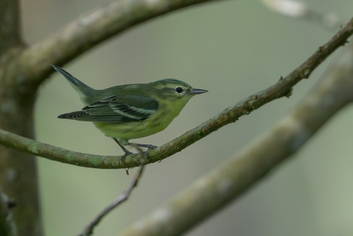 Cerulean Warbler - ML646799049