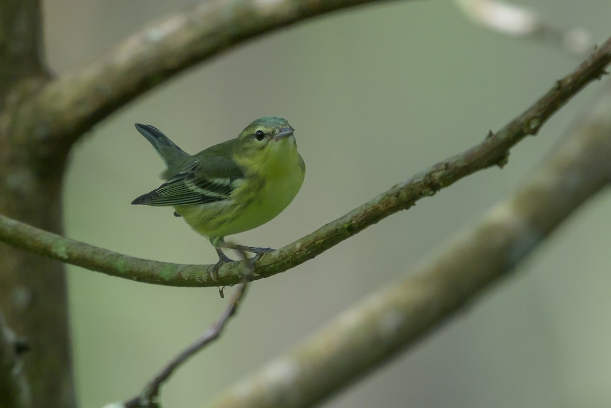 Cerulean Warbler - ML646799051