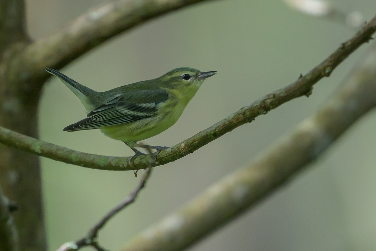 Cerulean Warbler - ML646799052
