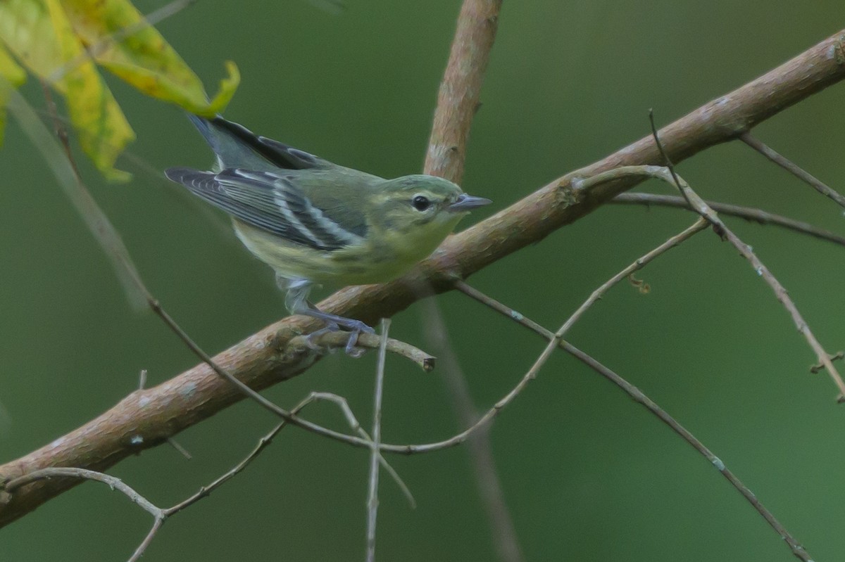 Cerulean Warbler - ML646799053