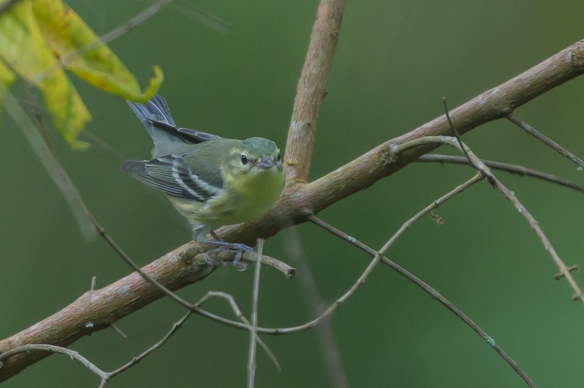 Cerulean Warbler - ML646799054