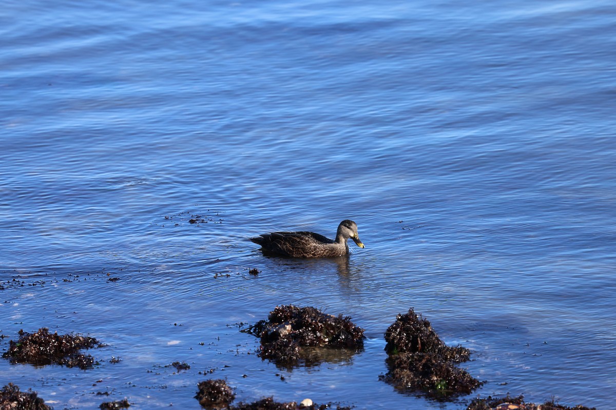 American Black Duck - ML646799058