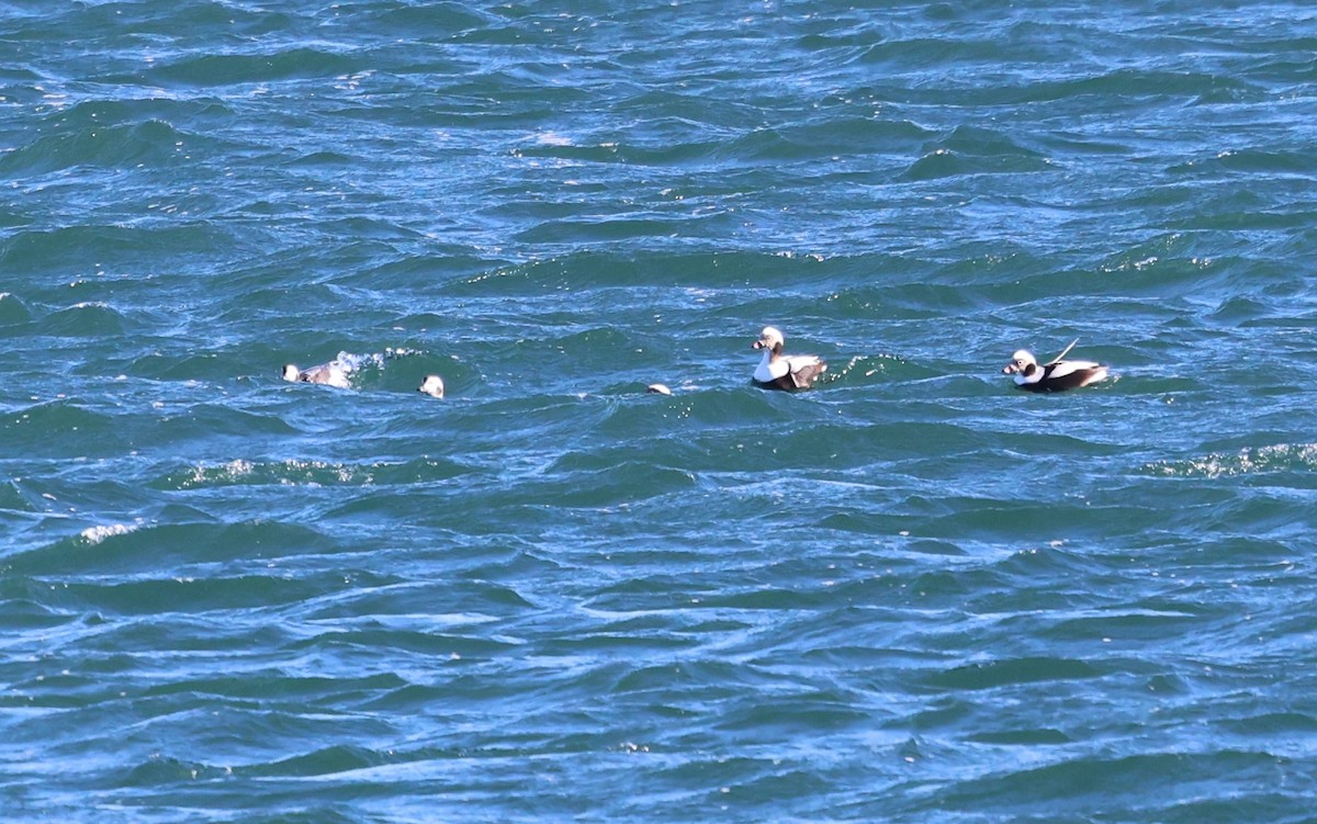 Long-tailed Duck - ML646799059