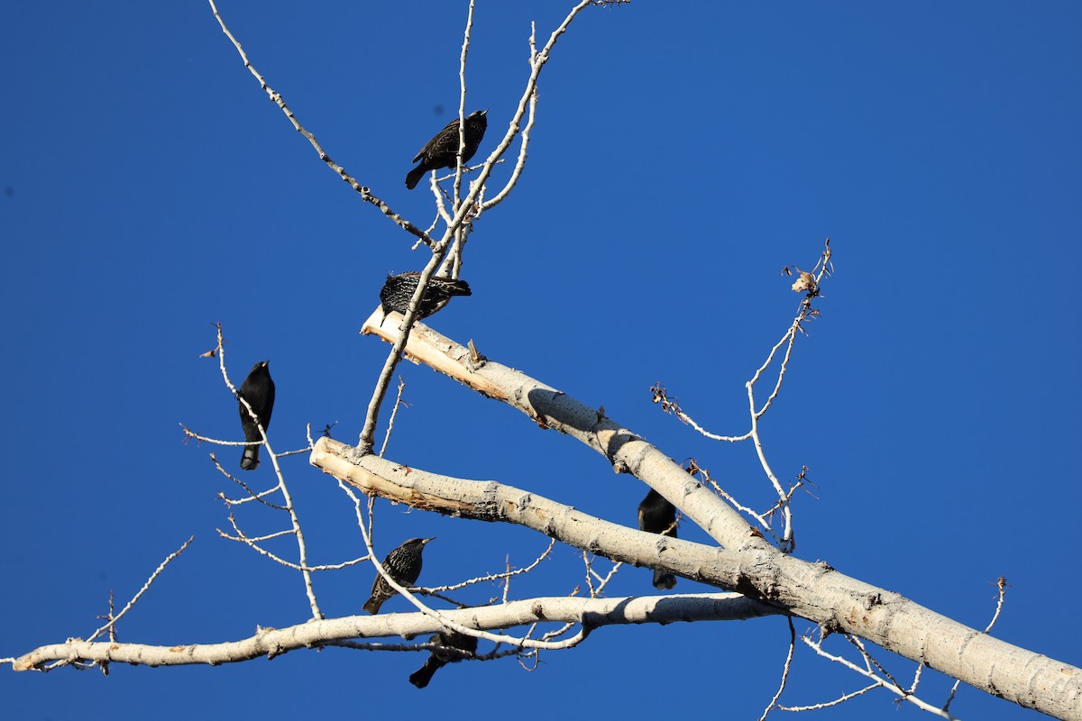 European Starling - ML646799061