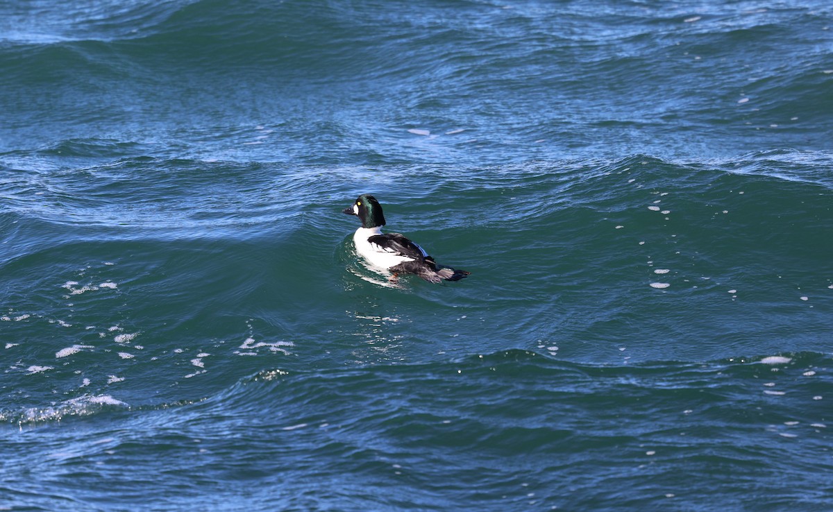Common Goldeneye - ML646799063