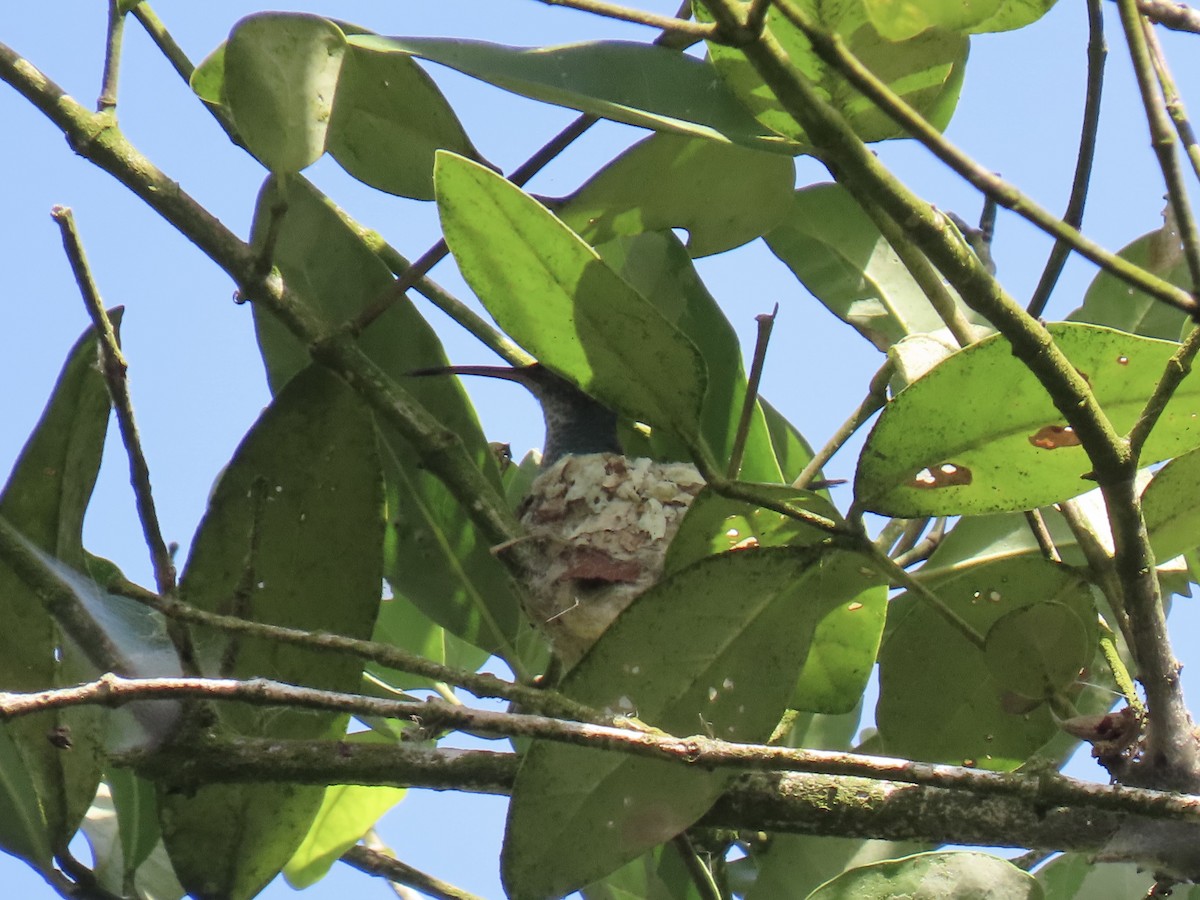 Sapphire-throated Hummingbird - ML646799079