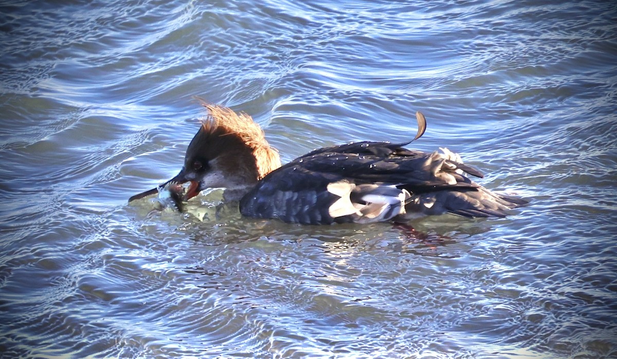 Red-breasted Merganser - ML646799082