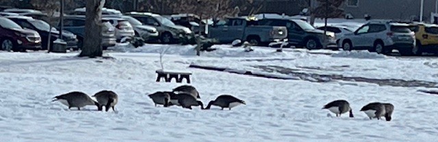 Canada Goose - ML646799084