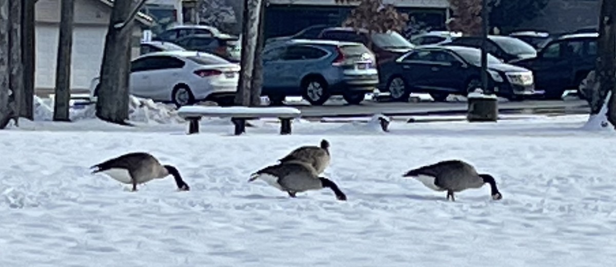 Canada Goose - ML646799085