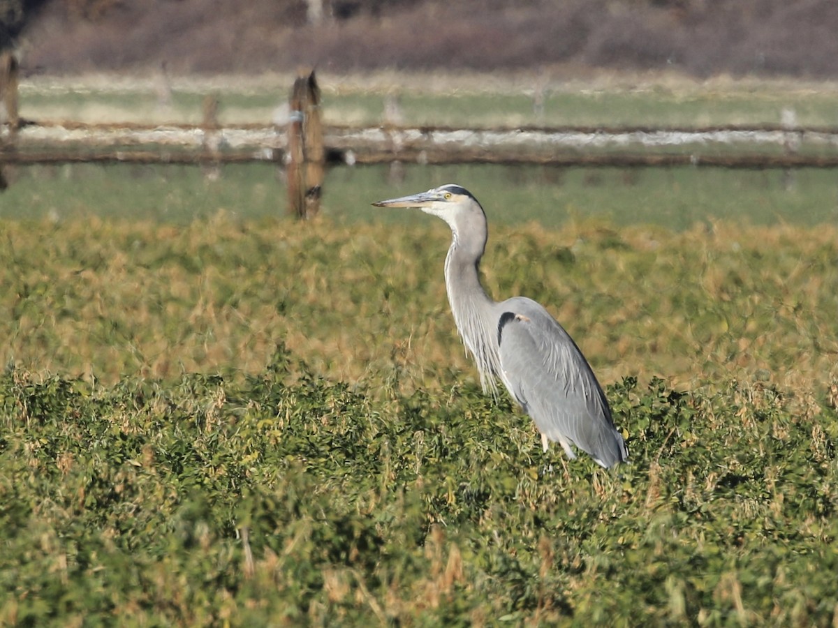 Great Blue Heron - ML646799087