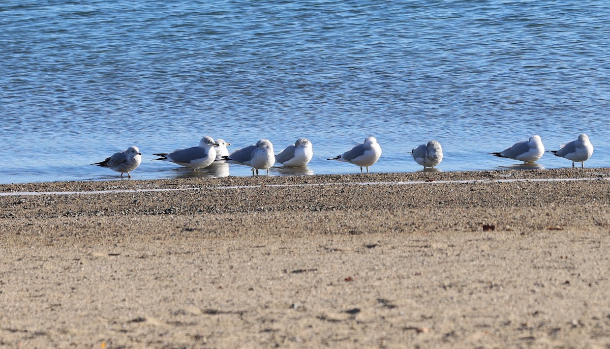 Ring-billed Gull - ML646799088