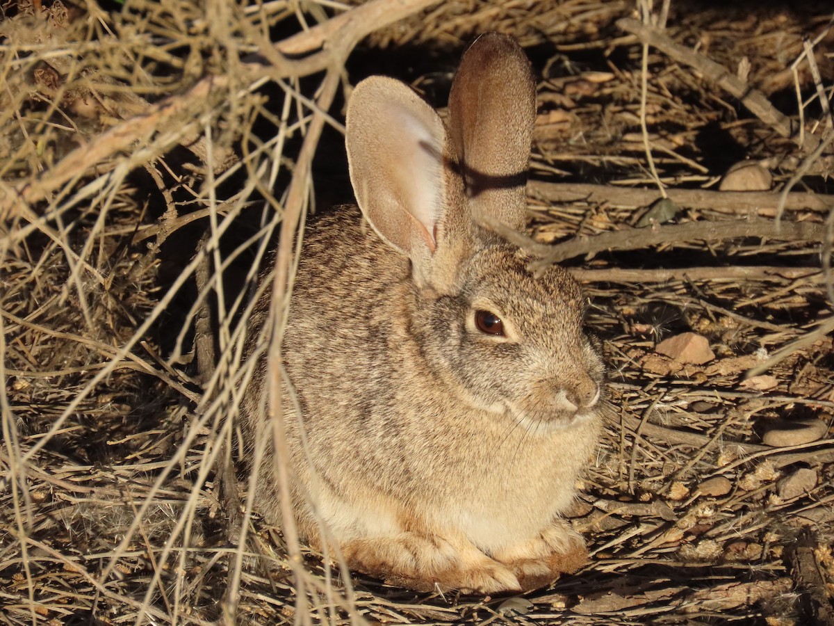 Animali - ML646799090