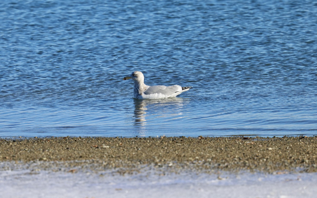 American Herring Gull - ML646799091