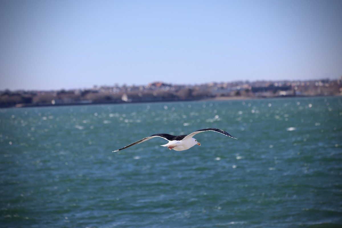 Great Black-backed Gull - ML646799108