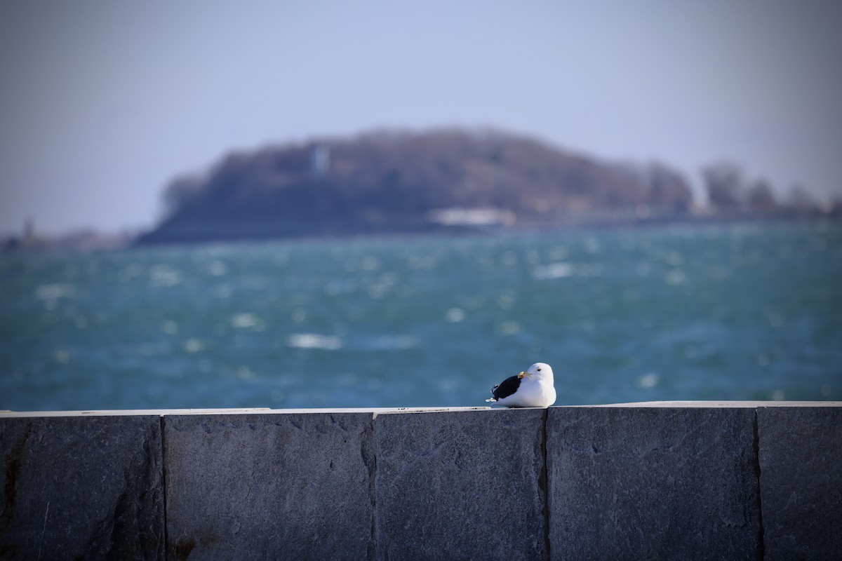 Great Black-backed Gull - ML646799109