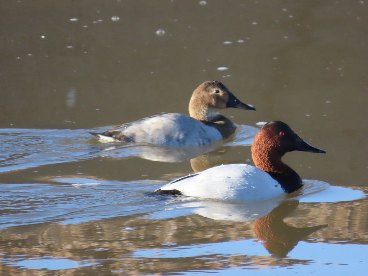 Canvasback - ML646799110