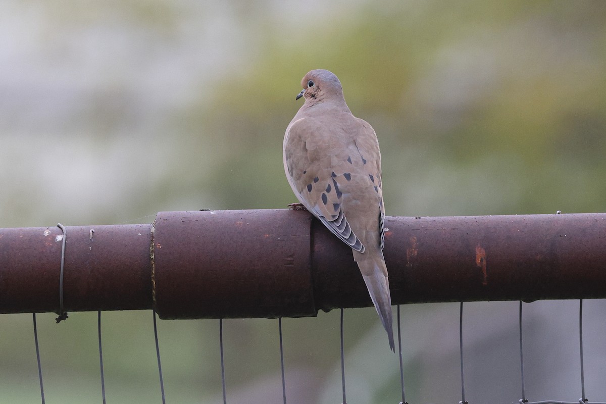 Плачущая горлица - ML646799119