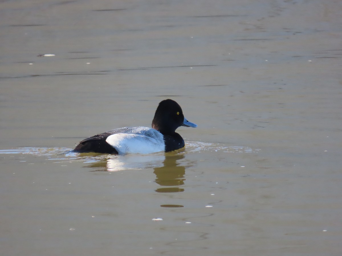 Lesser Scaup - ML646799120